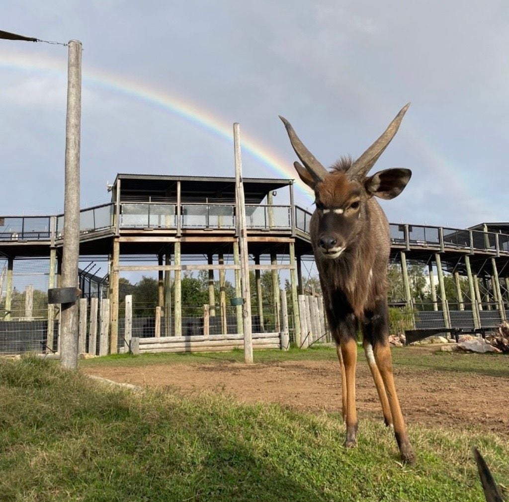 Sydney Zoo November Public Day Tour November 2022 Image -636ff9d8a2efd